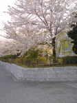 070412_sakura1.jpg