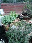 090502_1414~0001.jpg