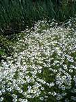 090502_Rchamomile.jpg